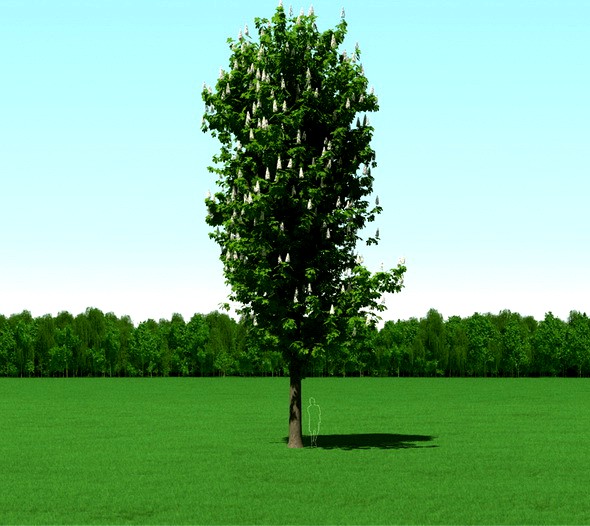 Blooming Chesstnut Tree (Castanea) 3d Model