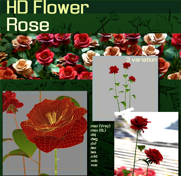 HD Flower :  Roses