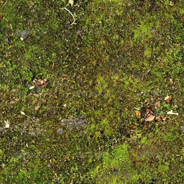 Ground Covered With Moss