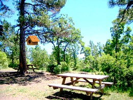 Bird House - Kuş Evi