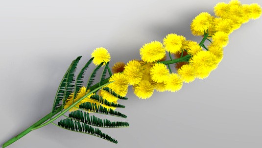 Mimosa - Acacia Dealbata (Silver Wattle)