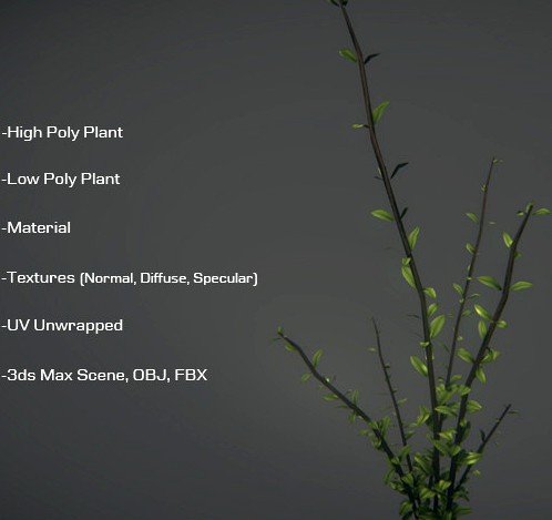 High and Low Poly Plant