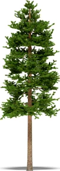 Pine