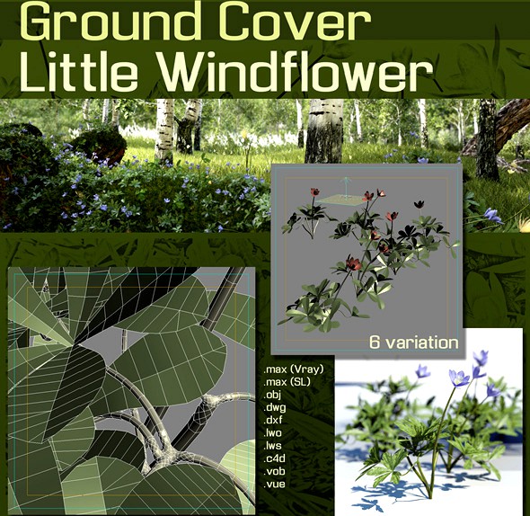 Ground Cover :  Windflower