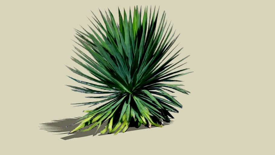 Yucca