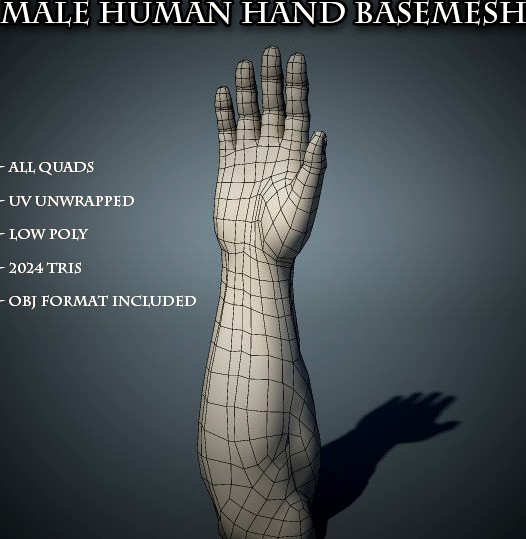 Human Male Hand Base Mesh
