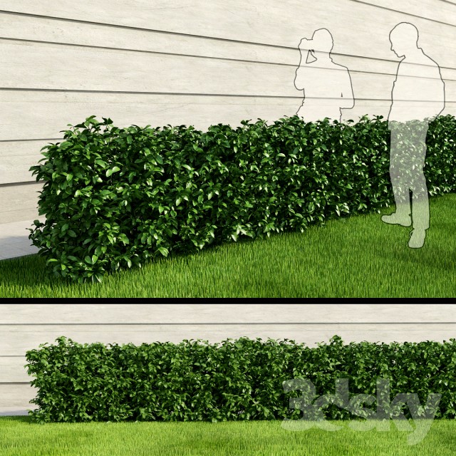 Rectangular Bush