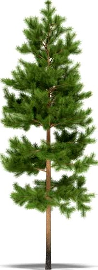 Pine