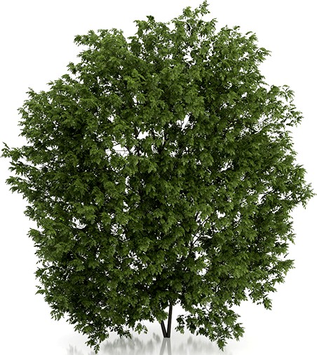 Hackberry Tree (Prunus padus) 4.3m