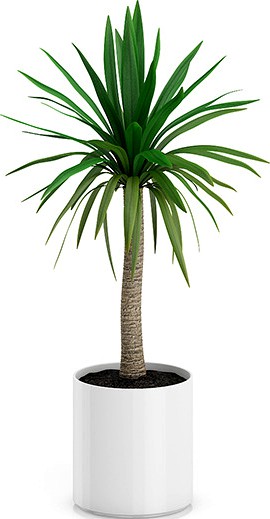 Palm Tree in Round Pot 1