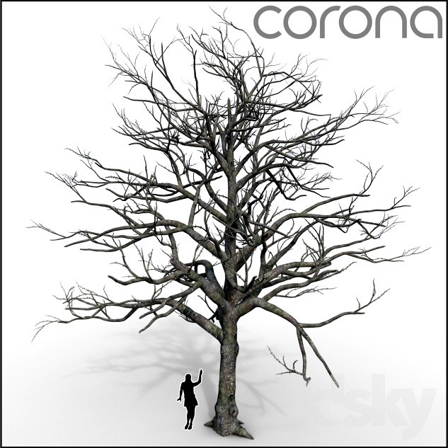 Bare tree