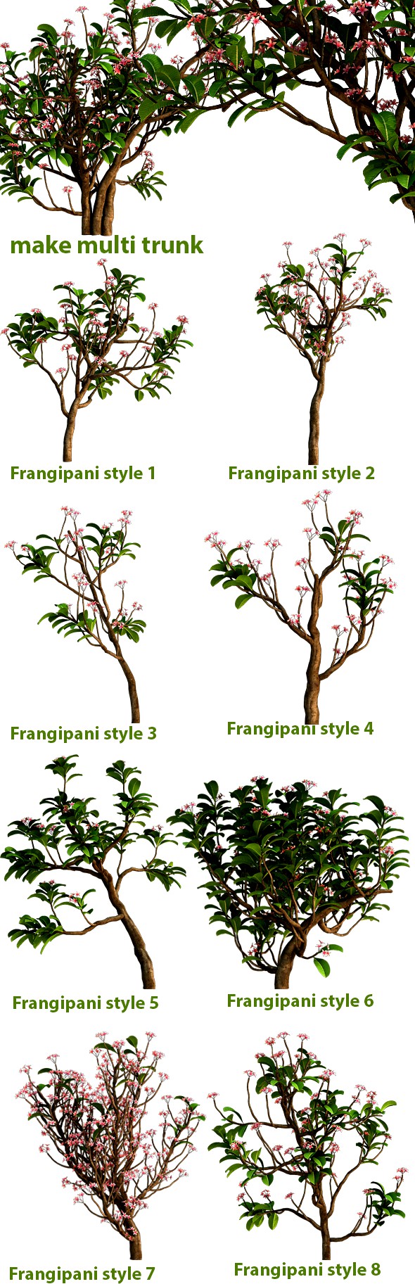 Frangipani Tree