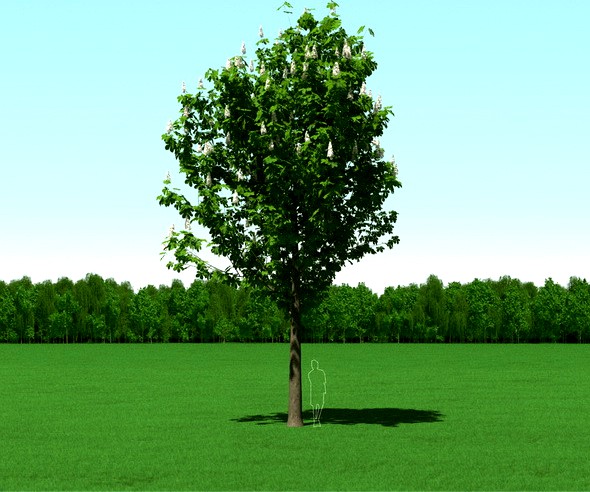 Blooming Chesstnut Tree (Castanea) 3d Model