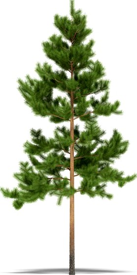 Pine