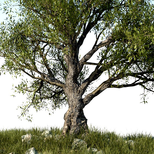 HD Olive Tree