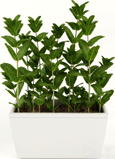 Mint in pots