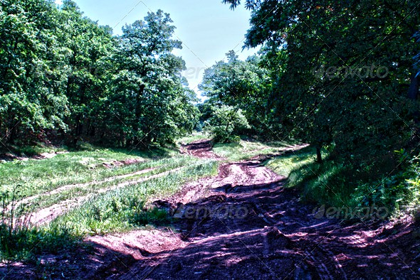 Forest HDR