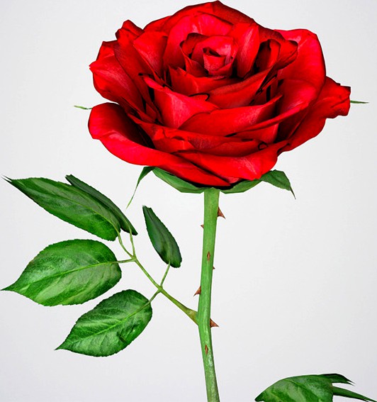 Realistic 3D Rose Flower