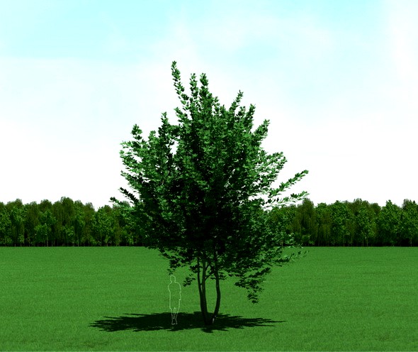 Maple (Acer) Tree 3d Model