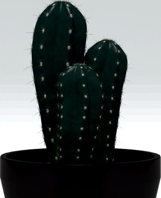 Cactus Plant