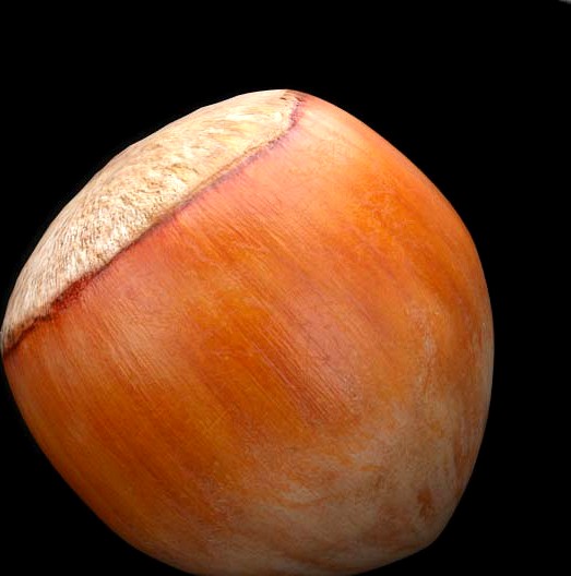 Hazelnut