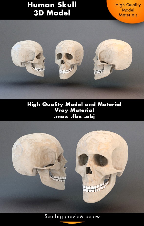 Human Skull 3d Model