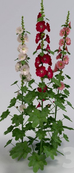 Mallow