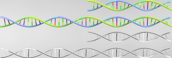 DNA strand model