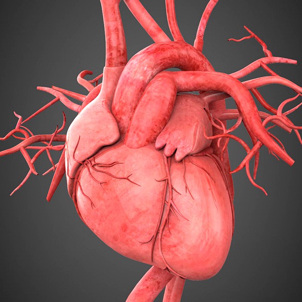 Realistic Human Heart