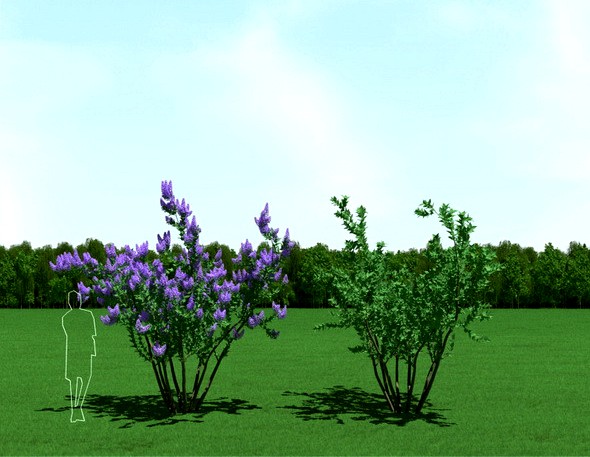 Blooming Syringa (Lilac) Trees 3d Models