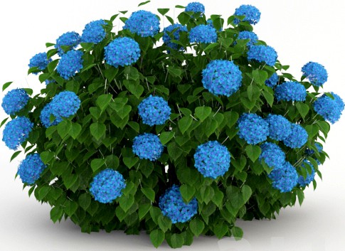 Hydrangea
