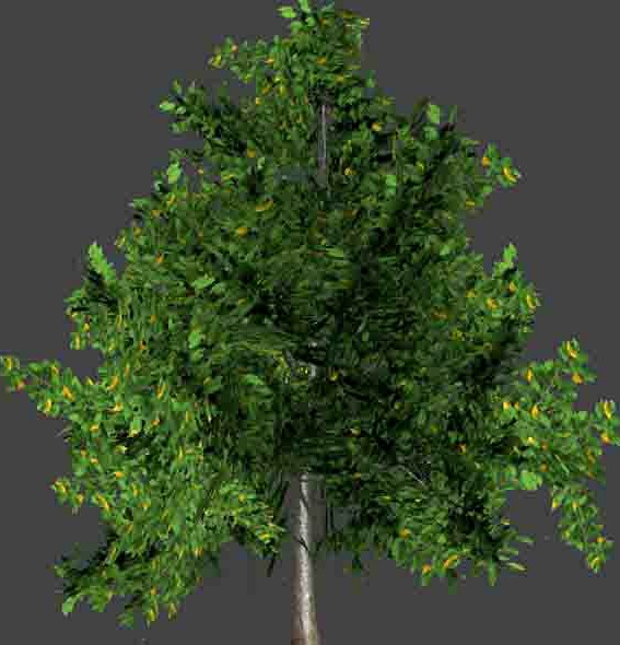ElmTree_3DModel