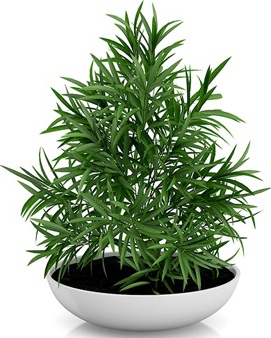 Plant in Flat Pot