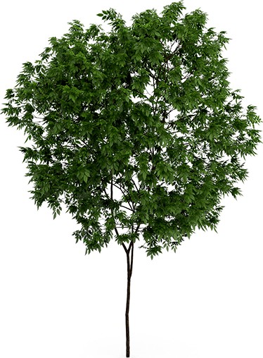 Elderberry Tree (Sambucus nigra) 3.3m