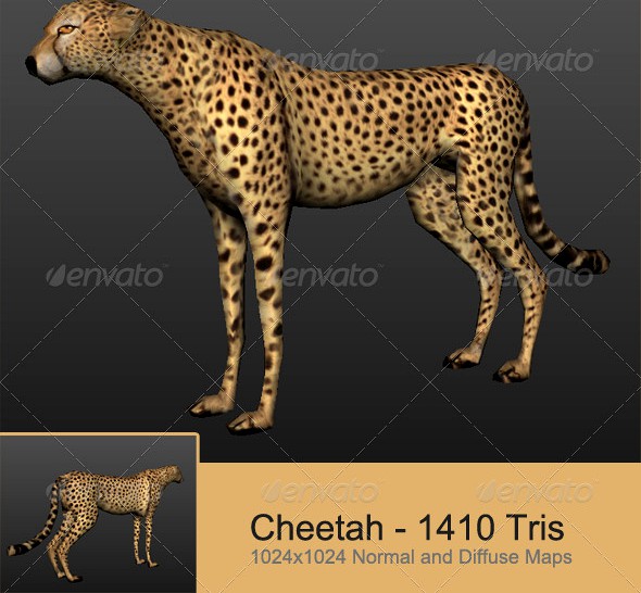 Cheetah