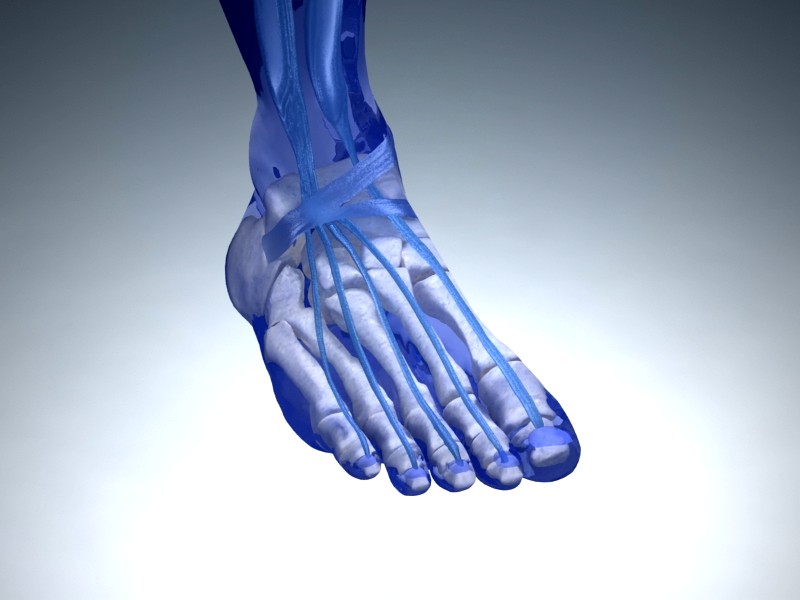 Foot Anatomy with Vray Materials and Textures