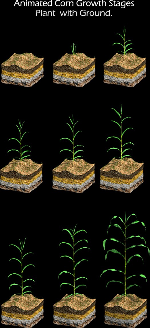Corn Growth Plant States with Ground