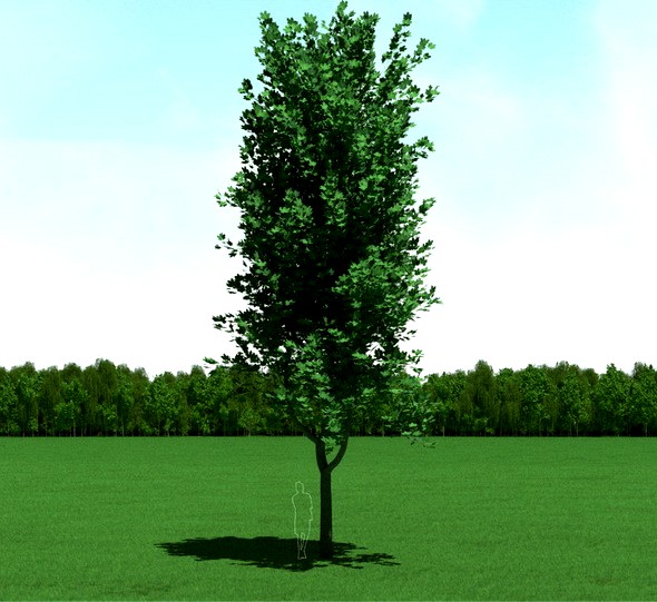 Maple (Acer) Tree 3d Model