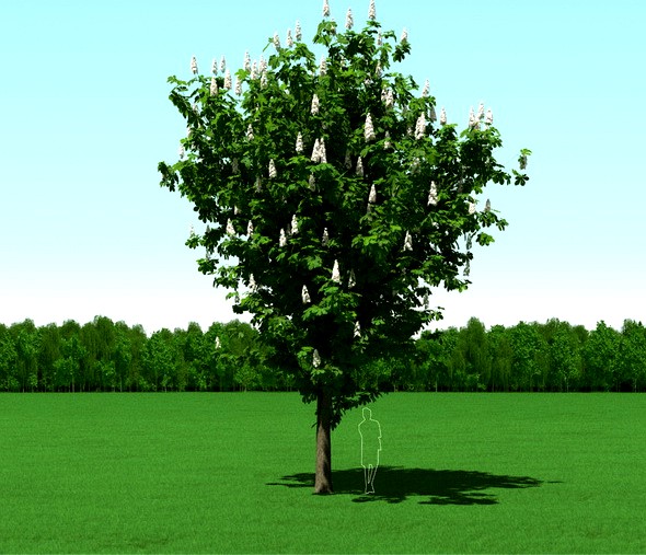 Blooming Chesstnut (Castanea) Free Tree 3d Model