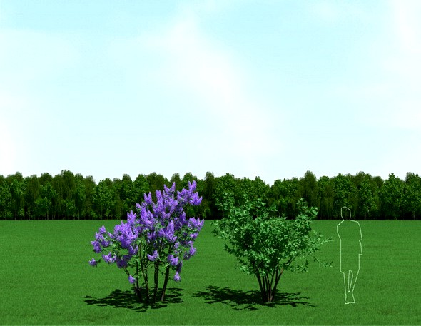 Blooming Syringa (Lilac) Trees 3d Models