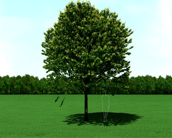 Blooming Tilia (Linden) Tree 3d Model