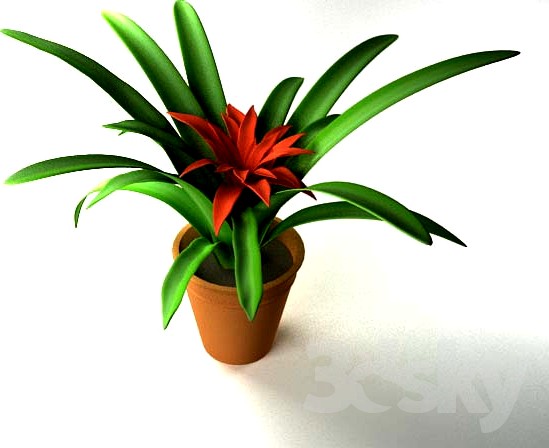 Guzmania