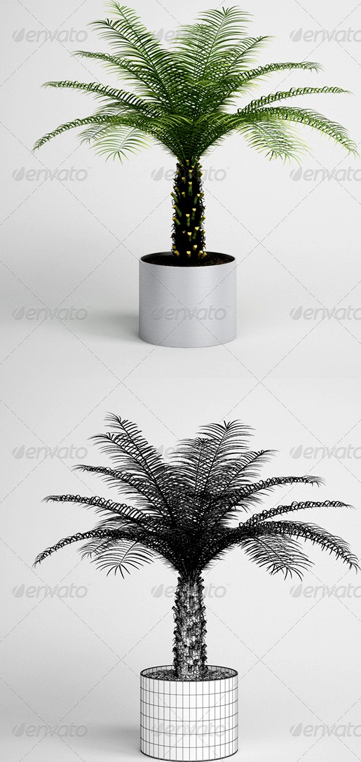 CGAxis Palm Tree in Planter 10