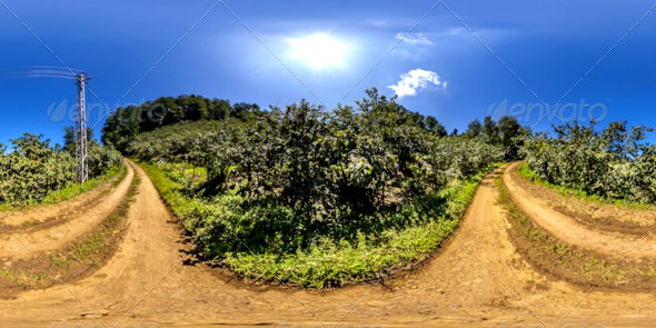 HDRI Hazelnut Plantations In The Pathway Between