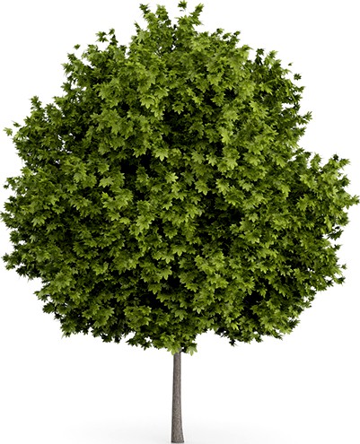 Norway Maple Tree (Acer platanoides) 7.8m