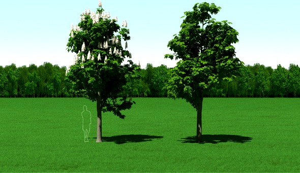 Blooming Chesstnut Trees (Castanea) 3d Models