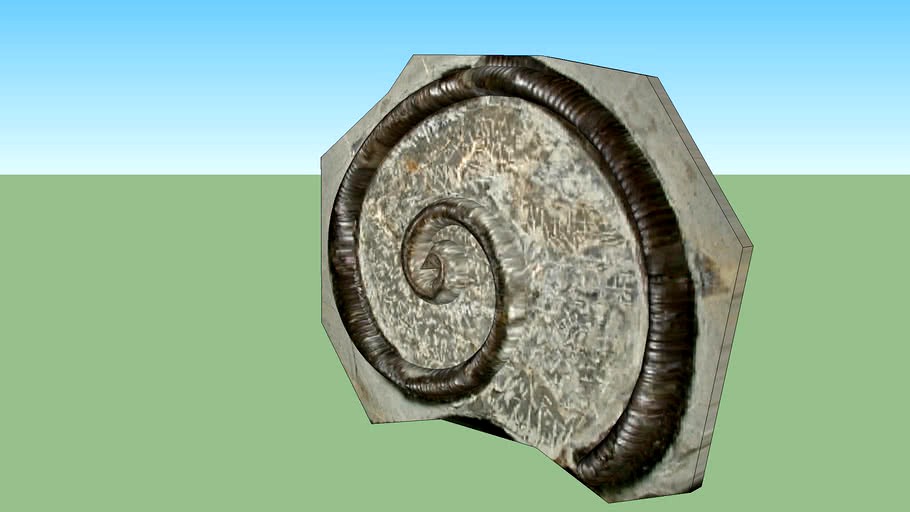 snail