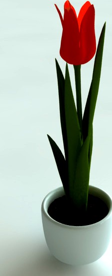 3D Model Tulip in Pot
