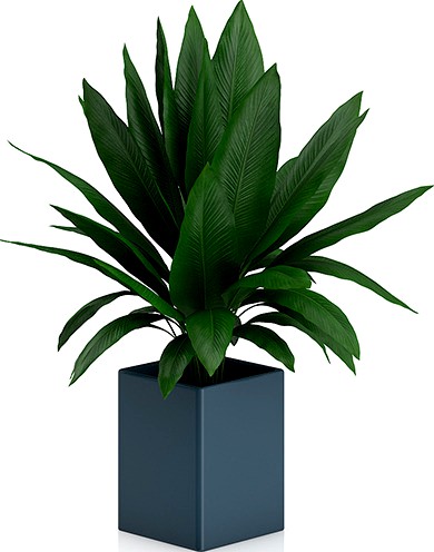 Plant in Square Blue Pot