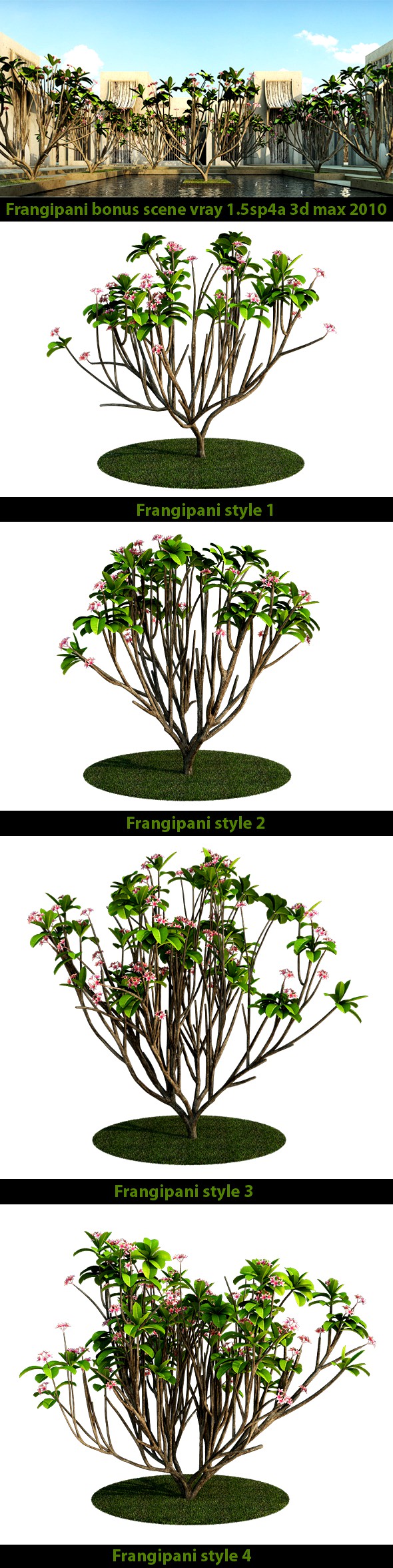 Frangipani Tree v.2